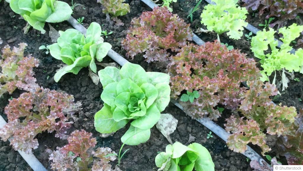 Préparer son jardin pour l’hiver : les indispensables d’automne