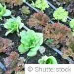 Préparer son jardin pour l’hiver : les indispensables d’automne