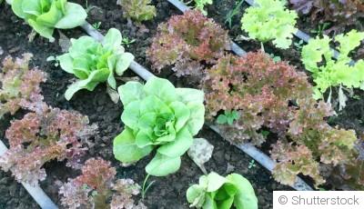 Préparer son jardin pour l’hiver : les indispensables d’automne