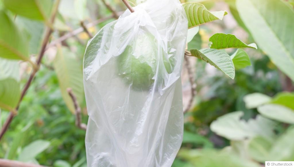 Comment protéger les plantes du froid avant les premières gelées ?