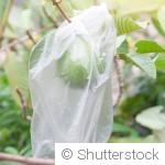 Comment protéger les plantes du froid avant les premières gelées ?