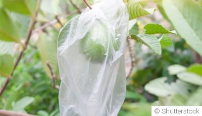 Comment protéger les plantes du froid avant les premières gelées ?