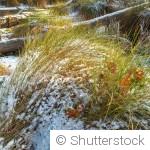 Que faire au jardin quand il gèle ?