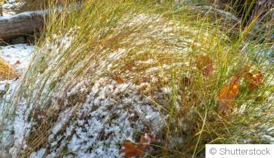 Que faire au jardin quand il gèle ?