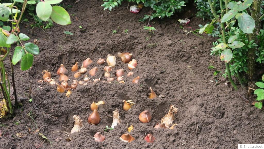 Que planter au potager quand on débute ?