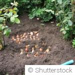 Que planter au potager quand on débute ?