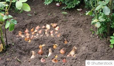 Que planter au potager quand on débute ?