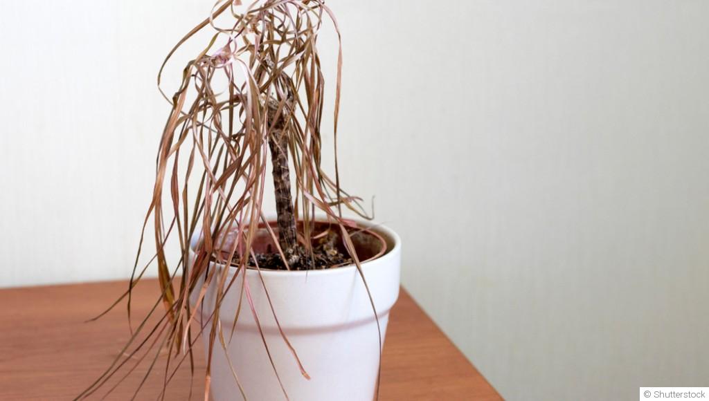 Sauver une plante desséchée : les bons gestes à connaître