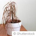 Sauver une plante desséchée : les bons gestes à connaître