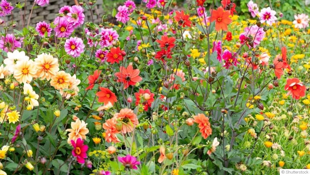 Que semer au printemps pour un jardin plein de couleurs ?