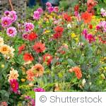 Que semer au printemps pour un jardin plein de couleurs ?