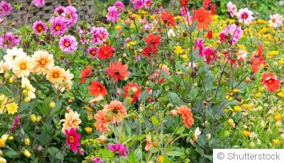 Que semer au printemps pour un jardin plein de couleurs ?