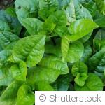 Potager de fin d’automne : les semis et plantations encore possibles en novembre