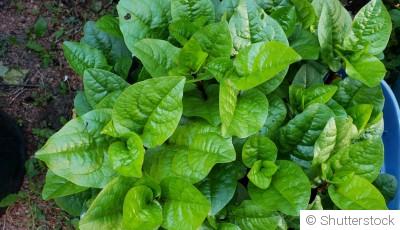 Potager de fin d’automne : les semis et plantations encore possibles en novembre