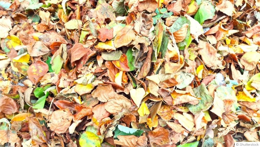 🍁 Feuilles mortes : 10 façons intelligentes de les utiliser au jardin