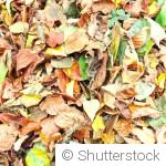🍁 Feuilles mortes : 10 façons intelligentes de les utiliser au jardin
