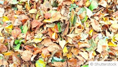 🍁 Feuilles mortes : 10 façons intelligentes de les utiliser au jardin