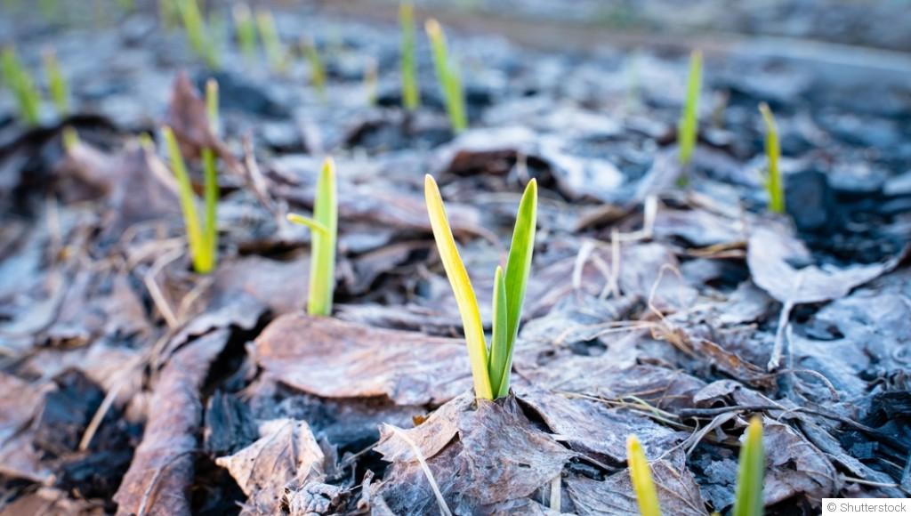 Protéger ses plantes du gel : 8 méthodes simples que tout jardinier devrait connaître