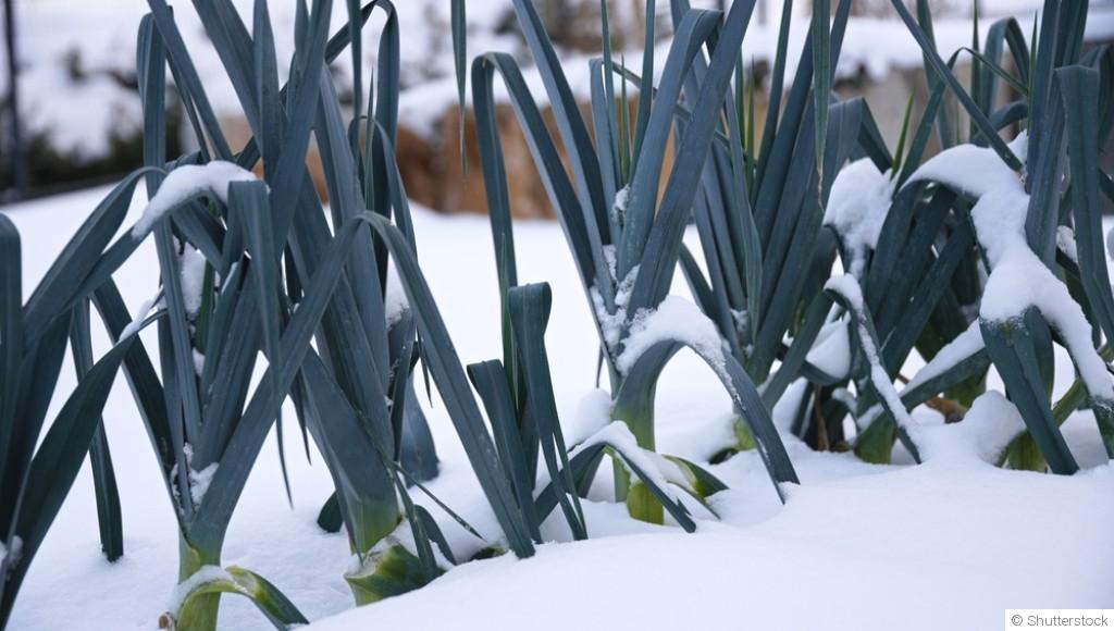 Potager d’hiver : que peut-on encore récolter en décembre ?