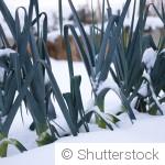 Potager d’hiver : que peut-on encore récolter en décembre ?
