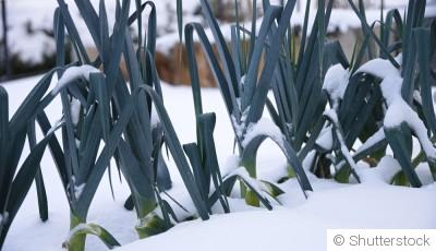 Potager d’hiver : que peut-on encore récolter en décembre ?