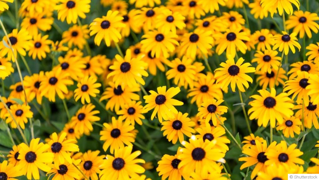 Diviser et multiplier ses vivaces en fin d’automne : guide simple et rapide