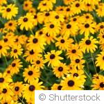 Diviser et multiplier ses vivaces en fin d’automne : guide simple et rapide