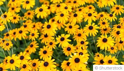 Diviser et multiplier ses vivaces en fin d’automne : guide simple et rapide