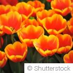 Bulbes d’automne : quoi planter en novembre pour un jardin magnifique au printemps ?