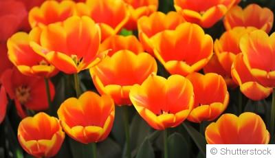 Bulbes d’automne : quoi planter en novembre pour un jardin magnifique au printemps ?