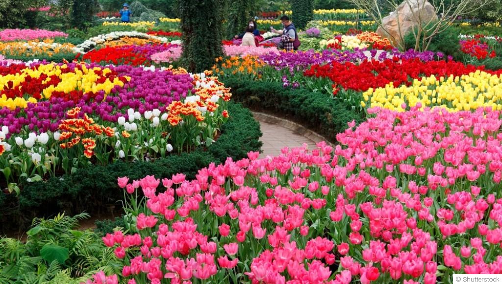 6 plantes faciles à entretenir pour un jardin fleuri toute l’année (idéal débutant)