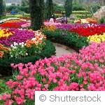 6 plantes faciles à entretenir pour un jardin fleuri toute l’année (idéal débutant)