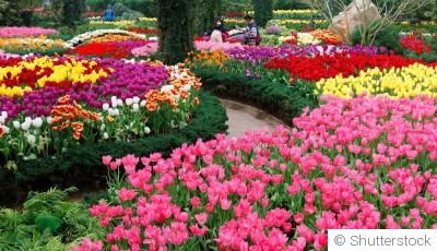 6 plantes faciles à entretenir pour un jardin fleuri toute l’année (idéal débutant)