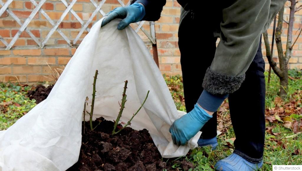 Entretien du jardin en hiver : tailles, protections et erreurs à éviter quand il fait froid