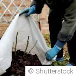 Entretien du jardin en hiver : tailles, protections et erreurs à éviter quand il fait froid
