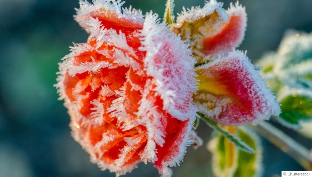 Fleurs en hiver : entretien, protection et astuces pour une floraison réussie au printemps