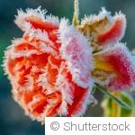 Fleurs en hiver : entretien, protection et astuces pour une floraison réussie au printemps