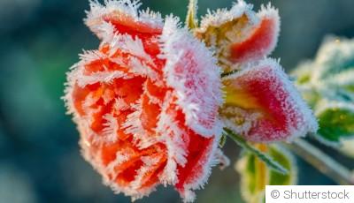Fleurs en hiver : entretien, protection et astuces pour une floraison réussie au printemps