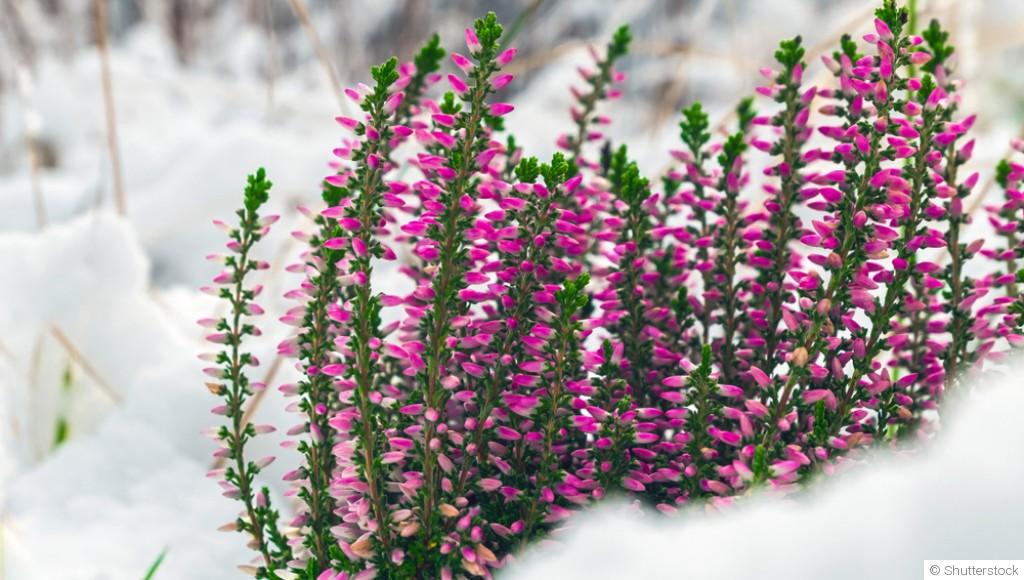 Quelles fleurs planter en hiver pour un jardin coloré au printemps