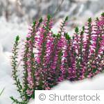 Quelles fleurs planter en hiver pour un jardin coloré au printemps
