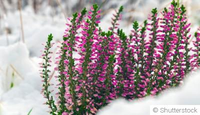 Quelles fleurs planter en hiver pour un jardin coloré au printemps