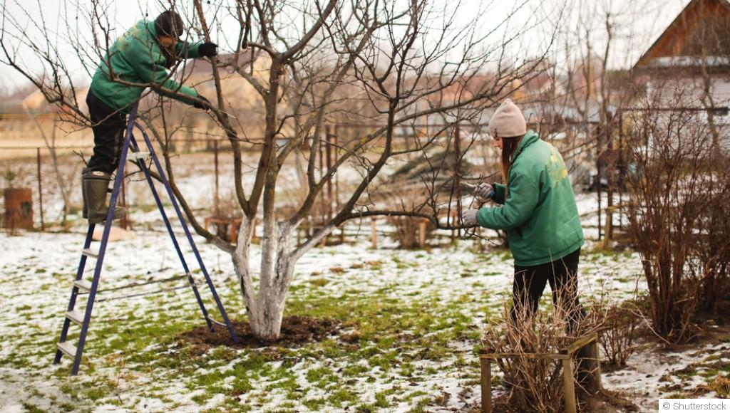 Jardinage en hiver : faut-il vraiment tailler ses arbres et arbustes en saison froide ?