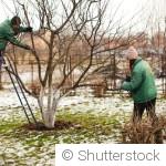 Jardinage en hiver : faut-il vraiment tailler ses arbres et arbustes en saison froide ?