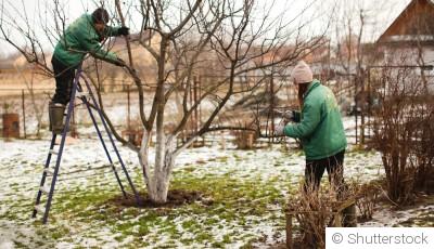 Jardinage en hiver : faut-il vraiment tailler ses arbres et arbustes en saison froide ?