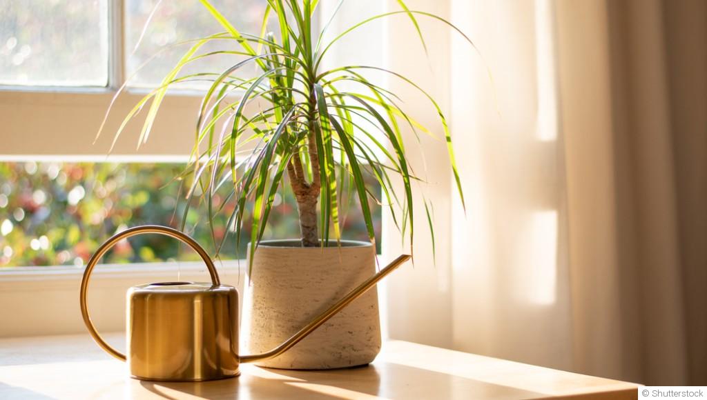 Plantes d’intérieur en hiver : comment les protéger du froid, du manque de lumière et de l’air sec