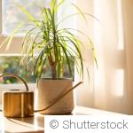 Plantes d’intérieur en hiver : comment les protéger du froid, du manque de lumière et de l’air sec