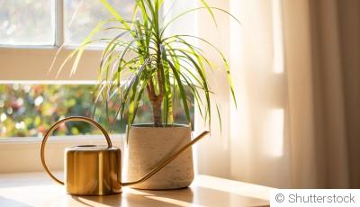 Plantes d’intérieur en hiver : comment les protéger du froid, du manque de lumière et de l’air sec