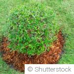 Plantes en hiver : comment éviter les erreurs courantes qui fragilisent votre jardin