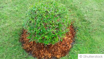 Plantes en hiver : comment éviter les erreurs courantes qui fragilisent votre jardin