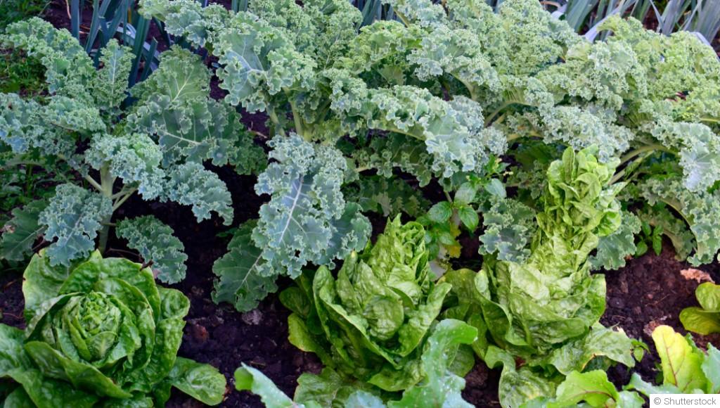 Potager en hiver : que planter, récolter et préparer pour un printemps réussi